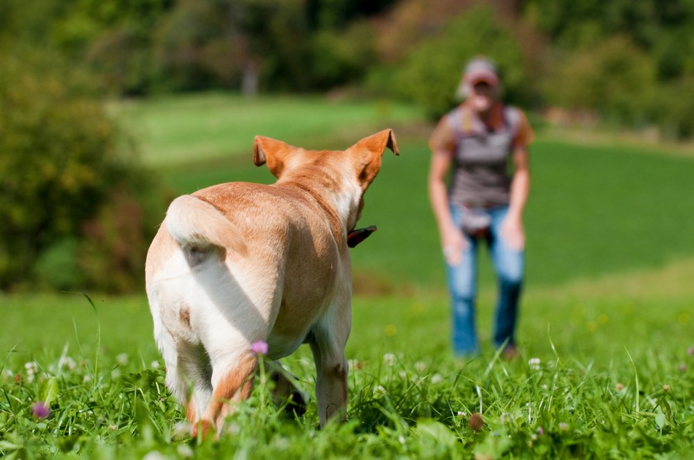 Beyaz Ev Köpek Eğitim Merkezi Müşteri Değerlendirmeleri, Fotoğrafları